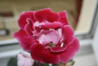 Лот: 4239612. Фото: 4. Глоксиния розовая махровая (всё... Красноярск