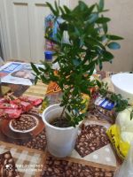 Лот: 20821641. Фото: 4. Мирт (N3). Красноярск