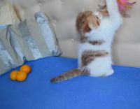 Лот: 3550964. Фото: 2. Шотландская вислоухая принцесса. Животные и уход