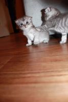 Лот: 11886661. Фото: 3. Продам котят. Растения и животные