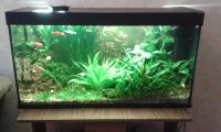 Лот: 3221736. Фото: 3. Аквариум. 140л. Растения и животные