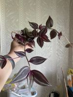 Лот: 25315027. Фото: 3. 2 традесканции в одном горшке. Растения и животные