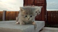 Лот: 7595493. Фото: 3. Продадим Британских Котят - характер... Растения и животные