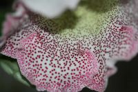 Лот: 3148260. Фото: 4. Глоксиния 21. Красноярск