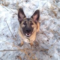 Лот: 11283583. Фото: 2. Собака 7 месяцев. Животные и уход