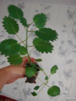 Лот: 7841306. Фото: 3. Плектрантус сортовой (Plectranthus... Растения и животные