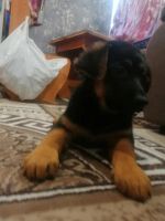 Лот: 21139593. Фото: 3. Щенки овчарки. Растения и животные