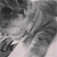 Лот: 4823648. Фото: 6. кошечка британочка с документами