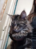 Лот: 18122379. Фото: 2. Котенок Мейн-Кун. Животные и уход