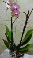 Лот: 3903275. Фото: 2. орхидея фаленопсис цветет 4. Комнатные растения и уход
