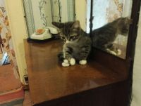 Лот: 6884174. Фото: 2. Котята в хорошие руки) Бесплатно. Животные и уход