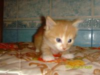 Лот: 1018509. Фото: 2. Отдам котят (с доставкой). Животные и уход