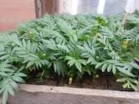 Лот: 7442616. Фото: 3. Продаем рассаду . Большой ассортимент... Для дачи, дома, огорода, бани, парка