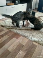 Лот: 13863300. Фото: 6. Заберите котика