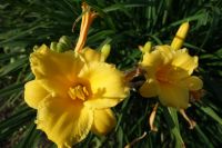 Лот: 19223923. Фото: 5. Лилейник гибридный Стелла Де Оро