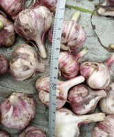 Лот: 18007249. Фото: 2. чеснок озимый. Продукты