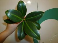 Лот: 1454652. Фото: 2. черенок фикуса с корнями. Комнатные растения и уход