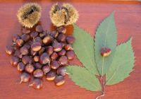 Лот: 16648202. Фото: 2. Каштан Конский ( Aesculus hippocastanum... Семена, рассада, садовые растения