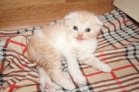 Лот: 11311121. Фото: 2. Шотландские Ласковые кошечки. Животные и уход