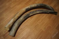 Лот: 2385958. Фото: 2. Два бивня мамонта. Коллекционирование, моделизм