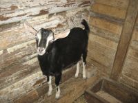 Лот: 3422801. Фото: 2. Козел 5 месяцев. Животные и уход