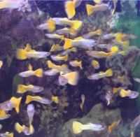 Лот: 20833095. Фото: 2. Желтые Германские Гуппи чистая... Аквариумистика