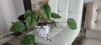 Лот: 23232249. Фото: 5. комнатные цветы