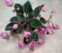 Лот: 23116925. Фото: 5. Фиалка сортовая