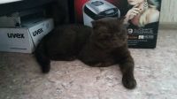 Лот: 11723495. Фото: 3. Шотландец. Растения и животные