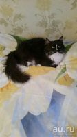 Лот: 8496308. Фото: 3. Кошечка Котяша в хорошие руки. Растения и животные