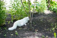 Лот: 4795911. Фото: 4. Отдам кошку, похожа на Турецкую... Красноярск