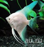 Лот: 17908359. Фото: 5. Скалярии (Pterophyllum scalare...