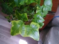 Лот: 11352937. Фото: 2. плющ варигетный. Комнатные растения и уход