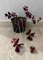 Лот: 25623875. Фото: 2. Оксалис. Кислица. Комнатные растения и уход