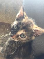 Лот: 16180412. Фото: 3. Котята мышеловы. Растения и животные