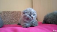 Лот: 8946441. Фото: 7. Шотландские голубые прямоухий...