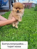 Лот: 20571237. Фото: 3. Шпиц. Растения и животные