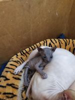 Лот: 19073437. Фото: 7. Котенок Сфинкс