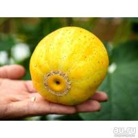 Лот: 15273658. Фото: 7. огурец Хрустальное яблоко ( огур-лимон...