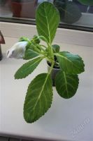 Лот: 2869606. Фото: 3. Глоксиния 12 (цветет). Растения и животные