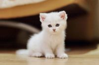 Лот: 7615476. Фото: 5. Продаем британского котенка