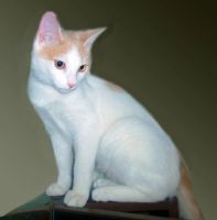 Лот: 15015306. Фото: 3. Котик Беляшик. Растения и животные