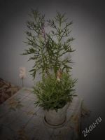 Лот: 2089794. Фото: 3. Суккулент.Каланхоэ кьюсское. Продам... Растения и животные