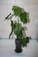 Лот: 4890688. Фото: 2. Абутилон пестролистный (мозаика... Комнатные растения и уход