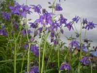 Лот: 2822724. Фото: 4. Аквилегия - водосбор, многолетник... Красноярск