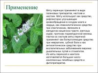 Лот: 10522524. Фото: 3. Мята и цикорий с Кавказа лечебный... Красноярск