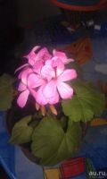 Лот: 9122583. Фото: 2. Герань. Комнатные растения и уход