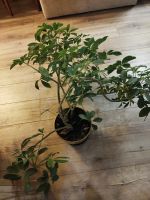 Лот: 18139638. Фото: 4. Шеффлера. Красноярск