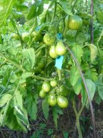 Лот: 11168384. Фото: 3. помидоры (томаты) черные, коренастая... Для дачи, дома, огорода, бани, парка