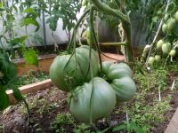 Лот: 15397049. Фото: 6. Пора сеять! Набор семян обновленный...